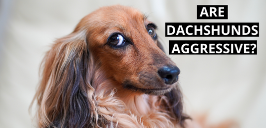 Are Dachshunds Aggressive?