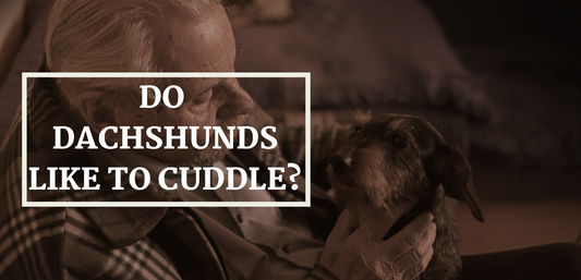 Do dachshunds like to cuddle?