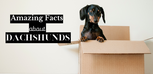 Amazing Fact about Dachshund Dog Breed