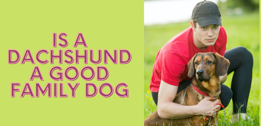 Is a Dachshund a Good Family Dog?