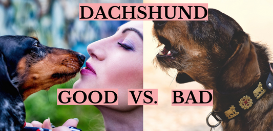 What’s Good About Dachshund and What’s Bad About Them