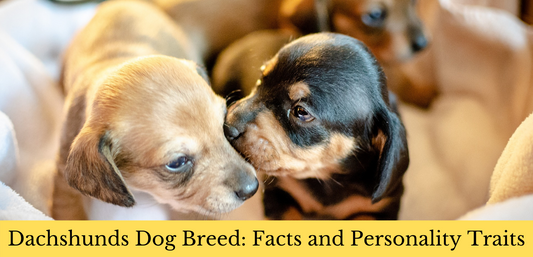 Dachshunds Dog Breed: Facts and Personality Traits