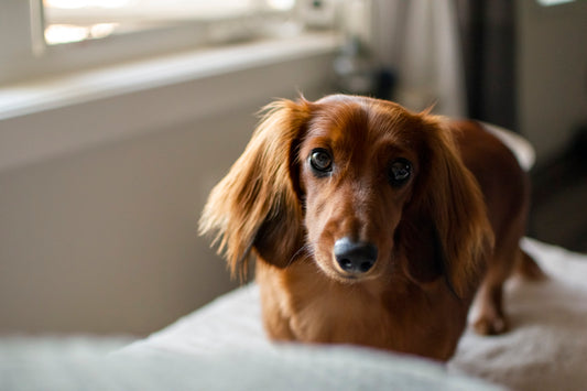 Living with Dachshunds: What to Expect