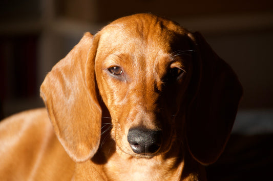 20 Things About Dachshund Every Owner Should Know