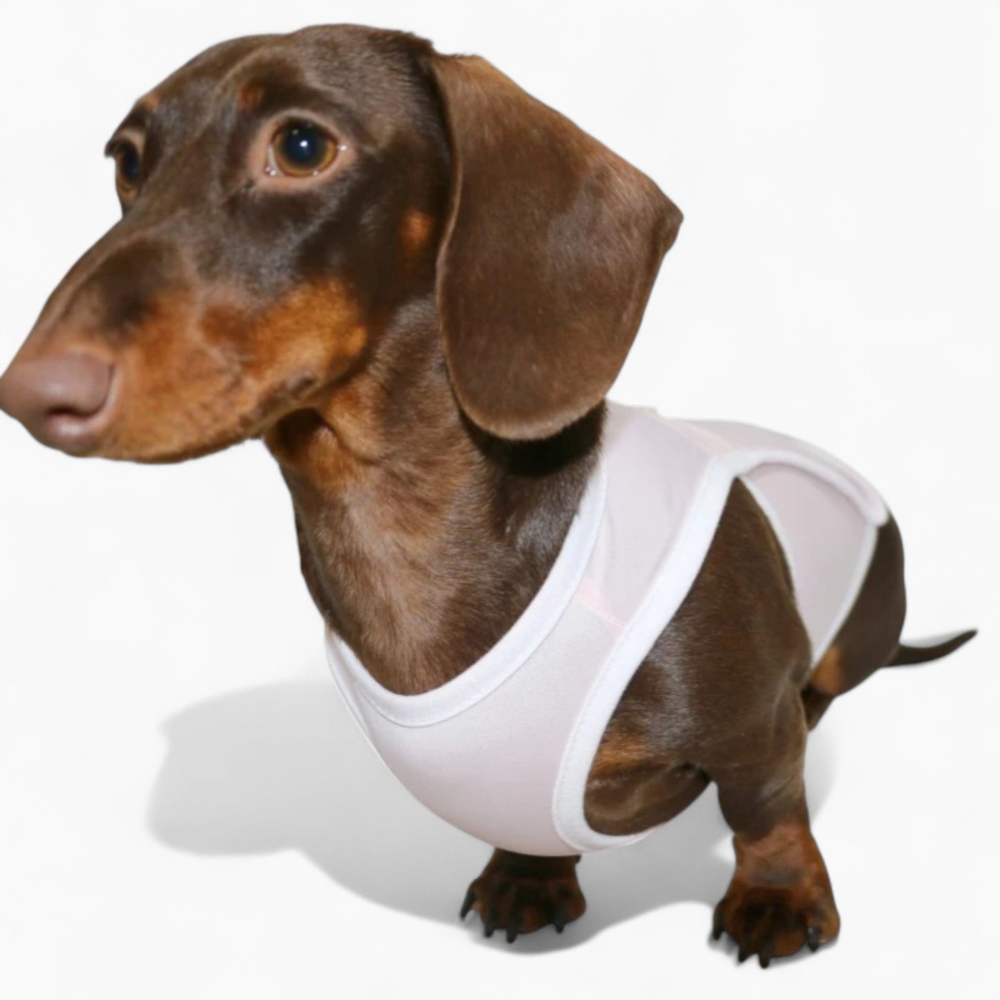 Airpawz-Dachshund-Summer-Vest.jpg