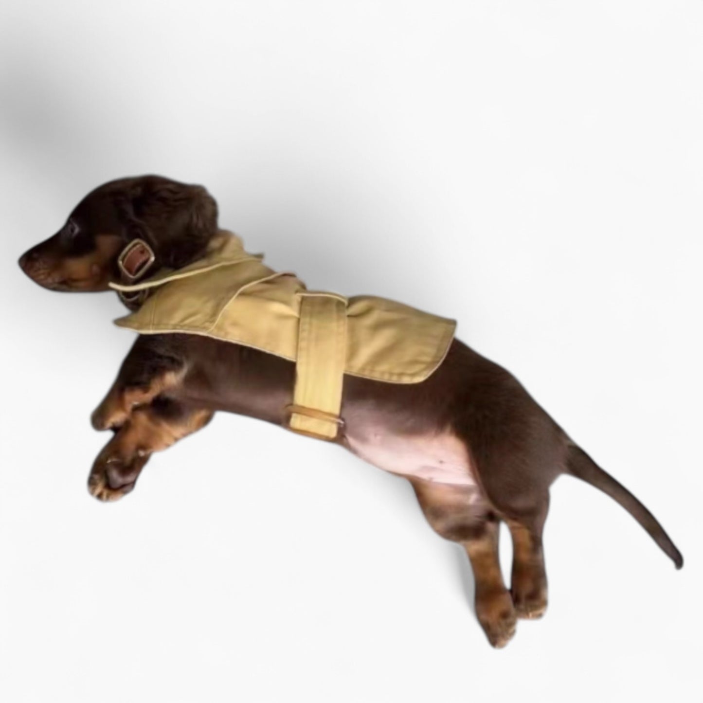 BlasTix-Dachshund-Retro-Coat.jpg