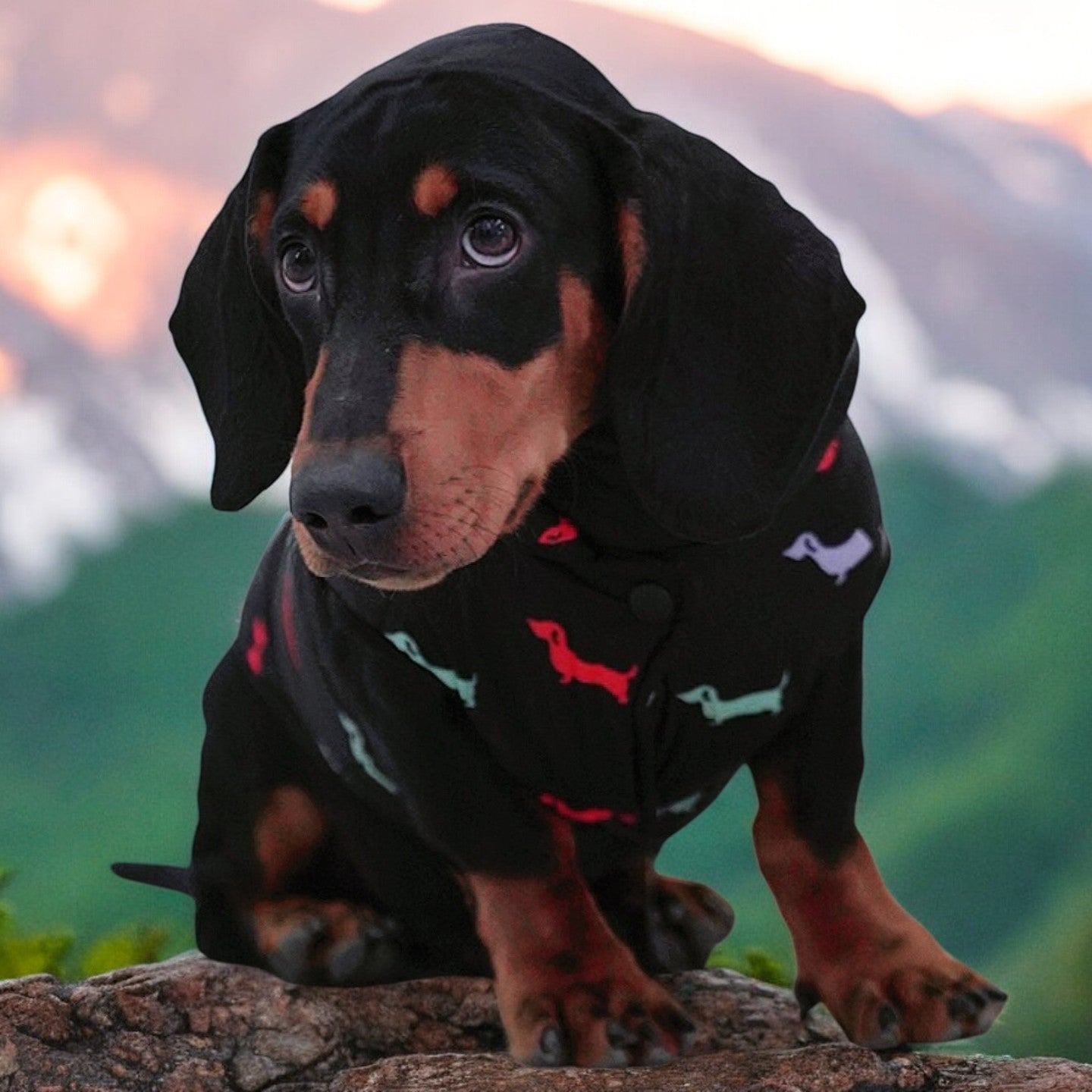 Dachshund Zipper Vest Windproof Winter Jacket