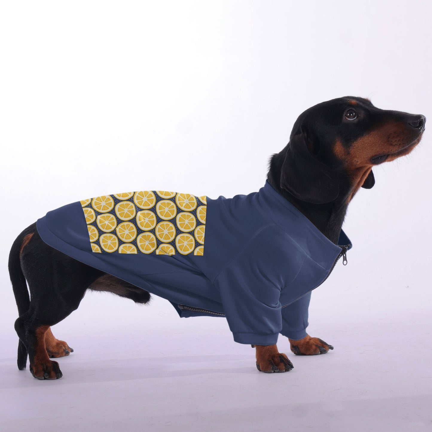 Moose - zip-up hooded sweatshirt for dachshund