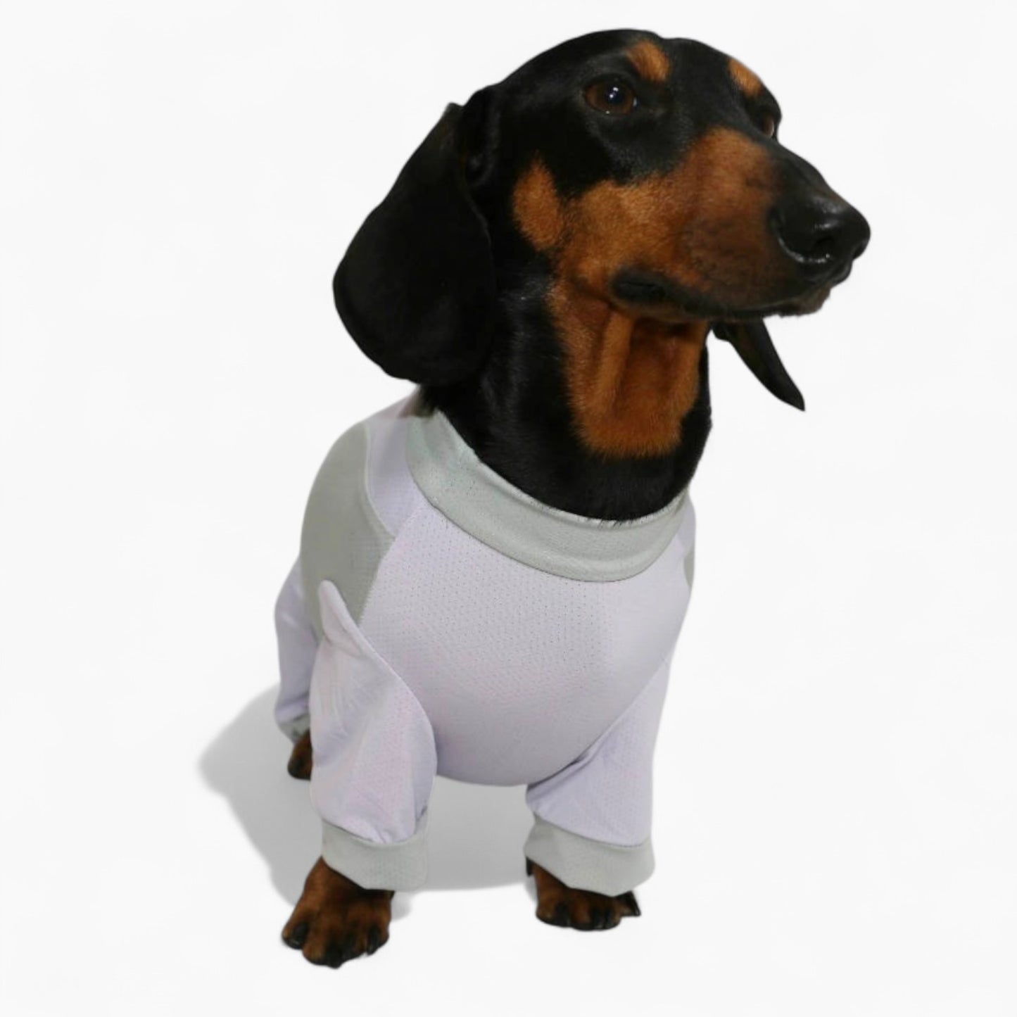 DachShine-Dachshund-Winter-Jacket.jpg