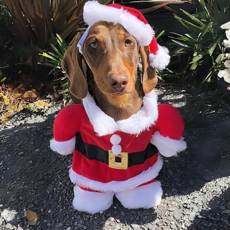 dachshund dressed up for christmas Festive Christmas Dog Outfits for a Dress-Up Party