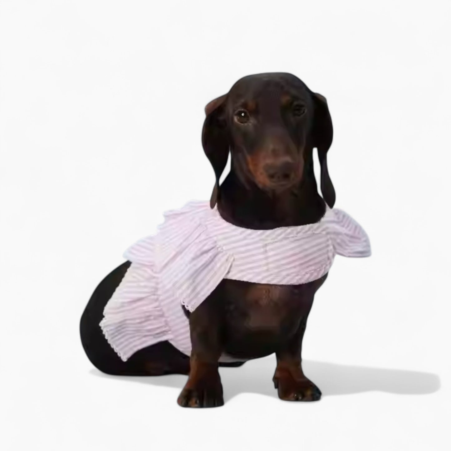 PawPet-Dachshund-Lace-Ruffle-Harness.jpg