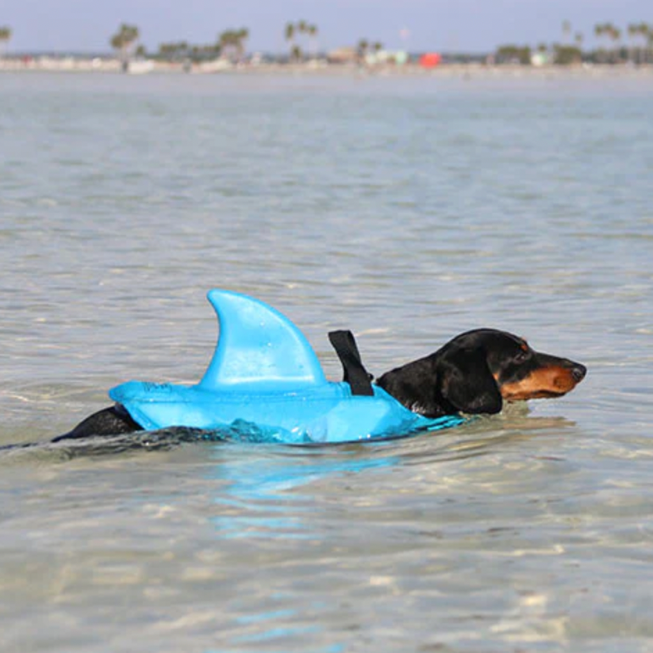 Dachshund Shark Vest for Playful Pups