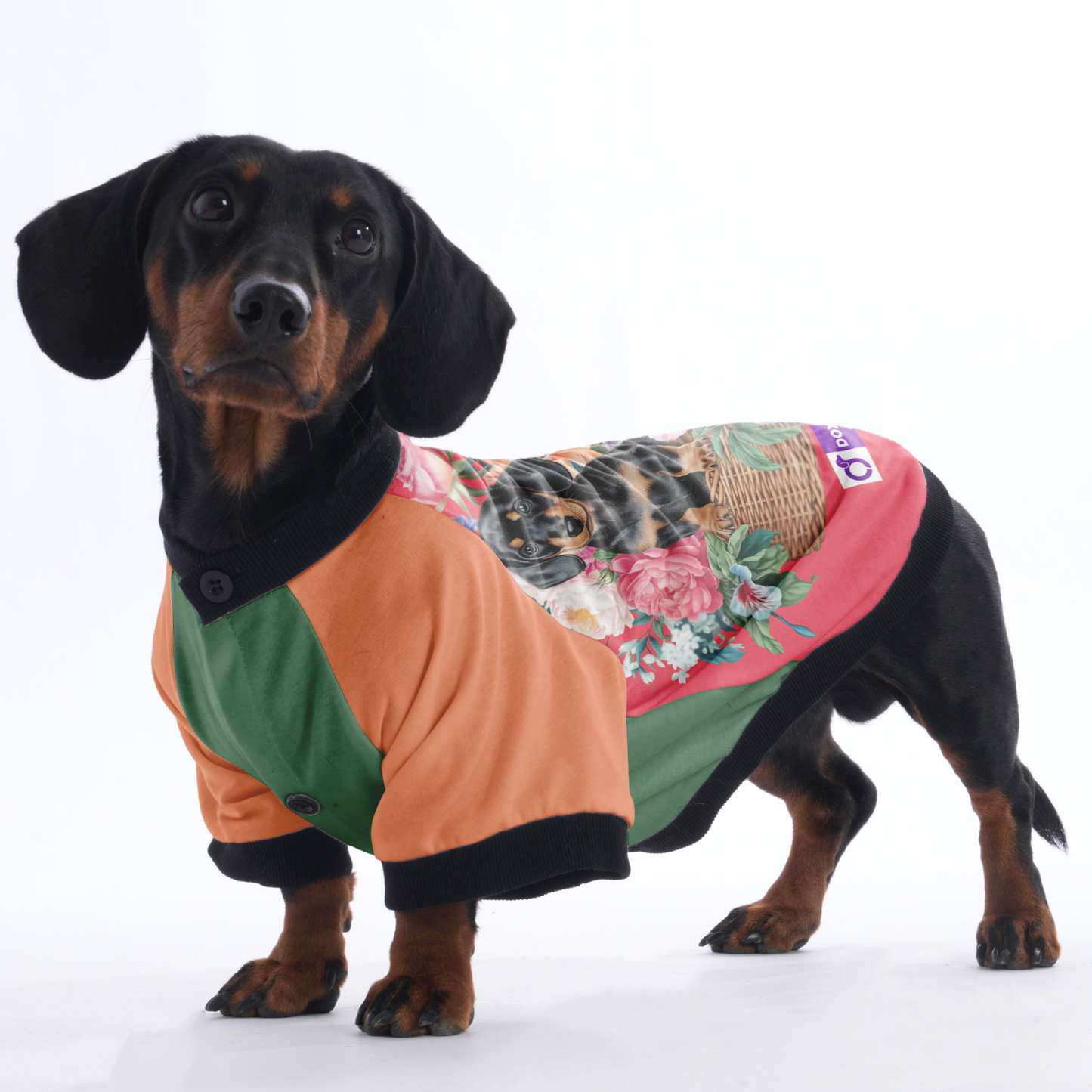 Alan - Jacket for Dachshunds