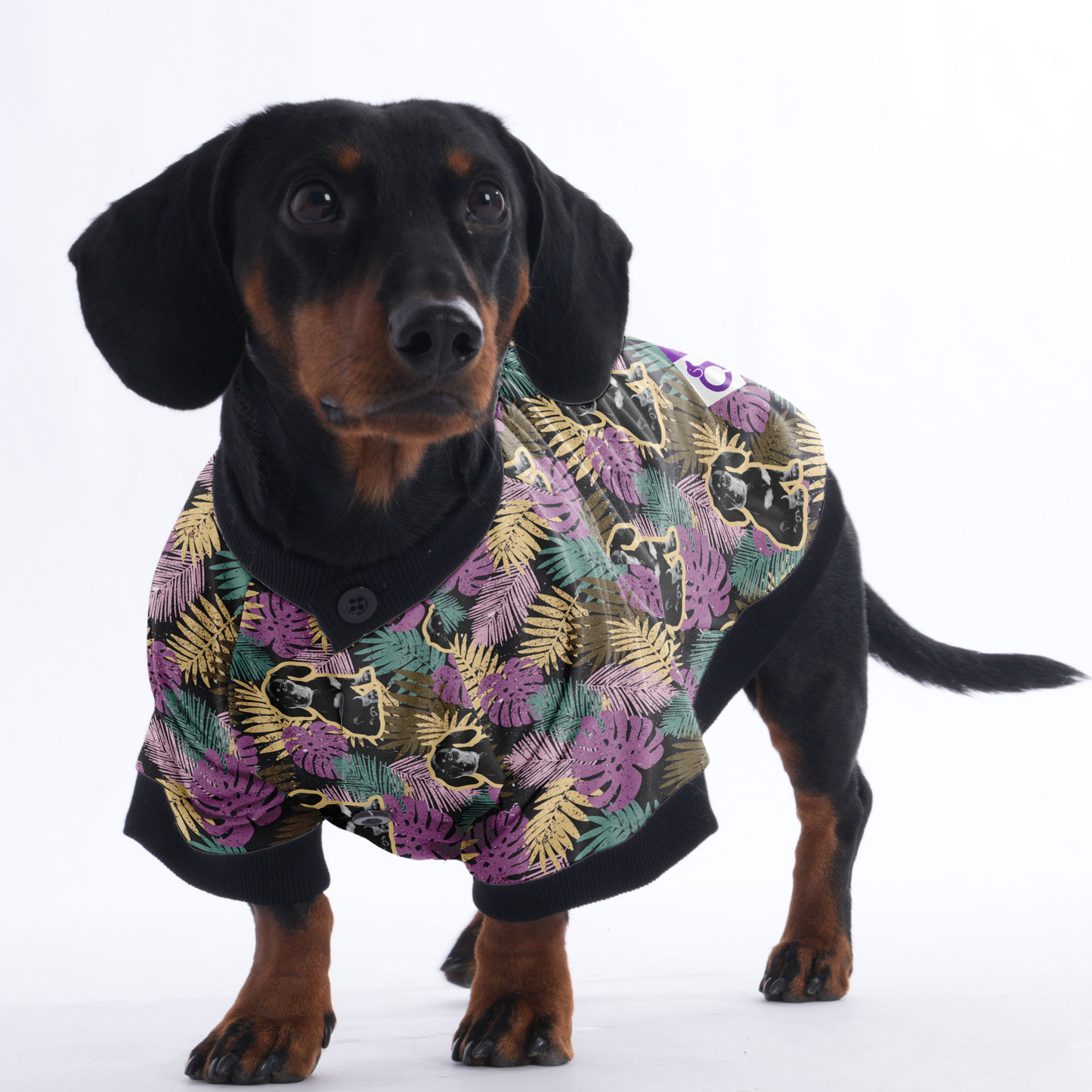 Personalized Doxie Jacket with Your Pup's picture
