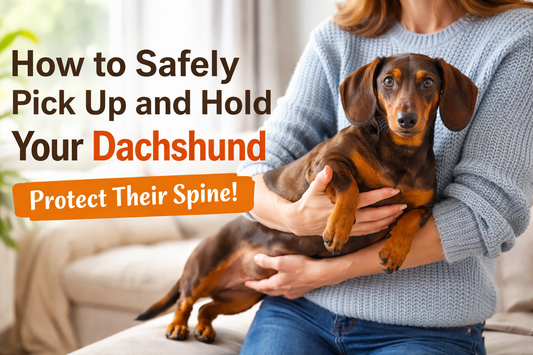 How to Safely Pick Up and Hold Your Dachshund (Protect Their Spine!)