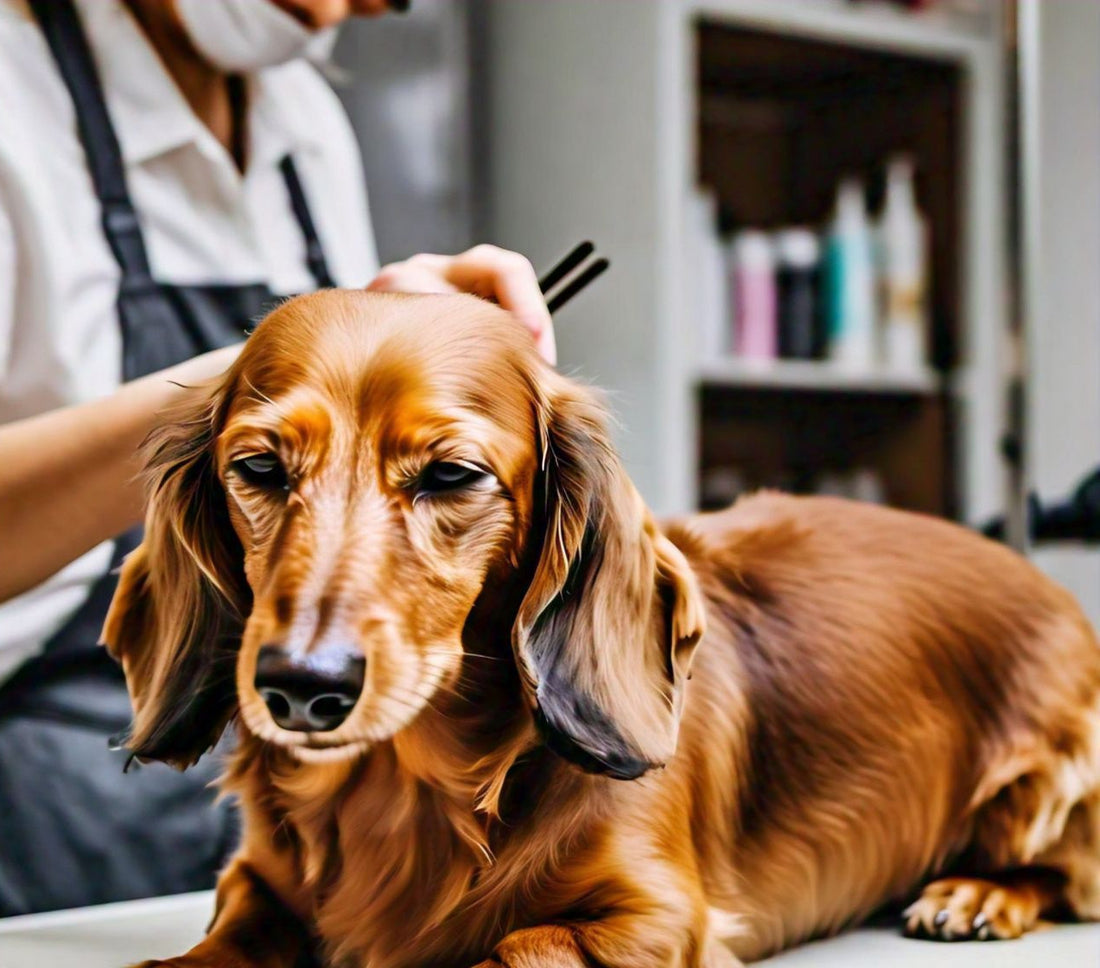 How to Control Shedding in Dachshund Dogs?