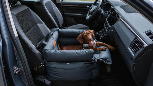 Is Your Dachshund Safe in the Car? The Danger of Unsecured Travel
