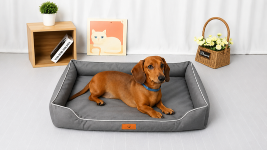 Top 10 Reasons Why A Waterproof Oxford Fabric Bed is the Best for Dachshunds