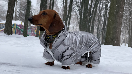 How to Protect Your Dachshund Through Seasonal Changes