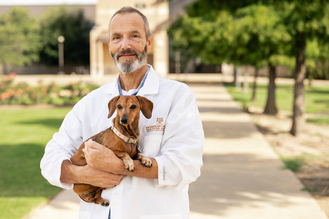 New Hope for Doxies: A Game-Changing Treatment for Paralysis