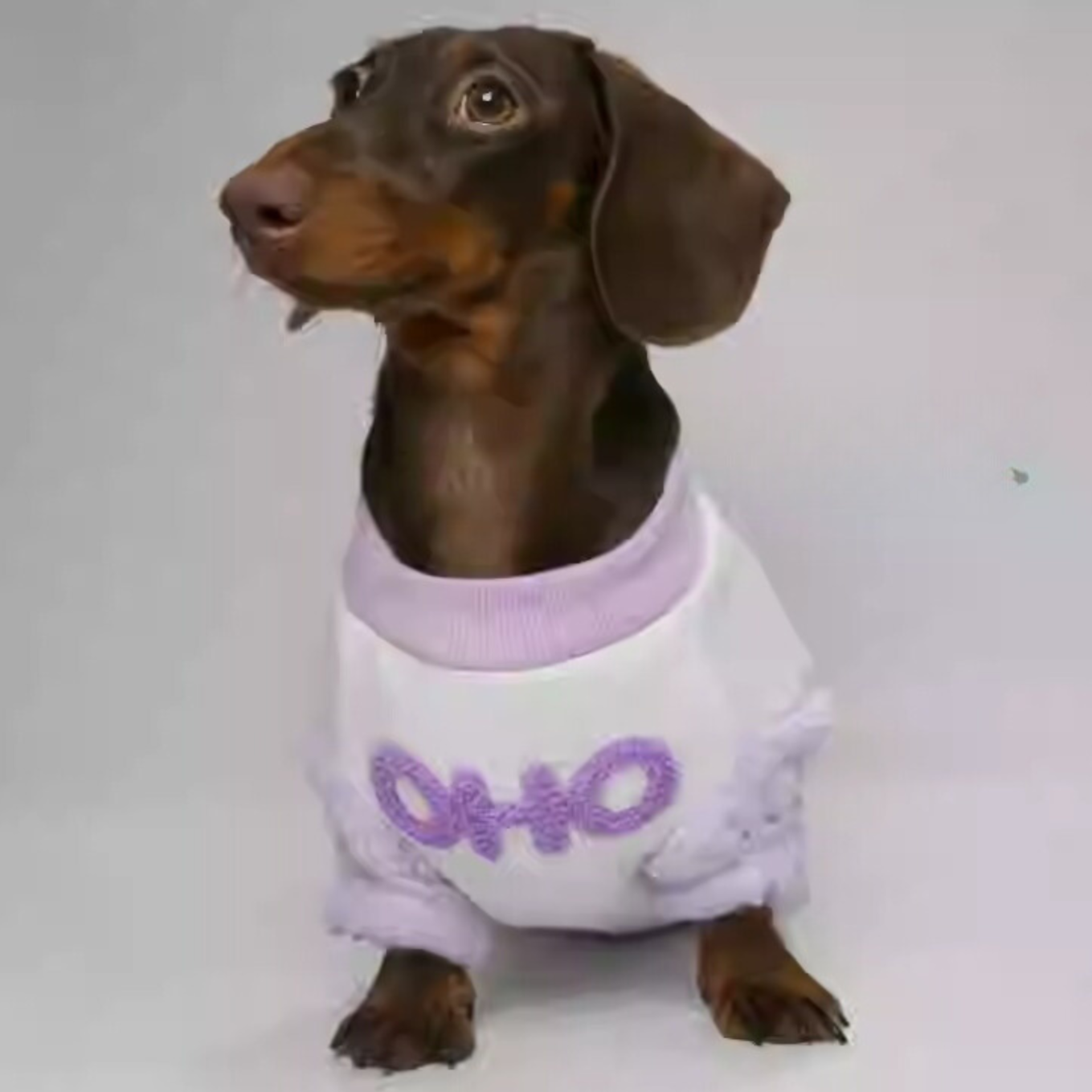 Stylish Dachshund Sweater with Plush Accents