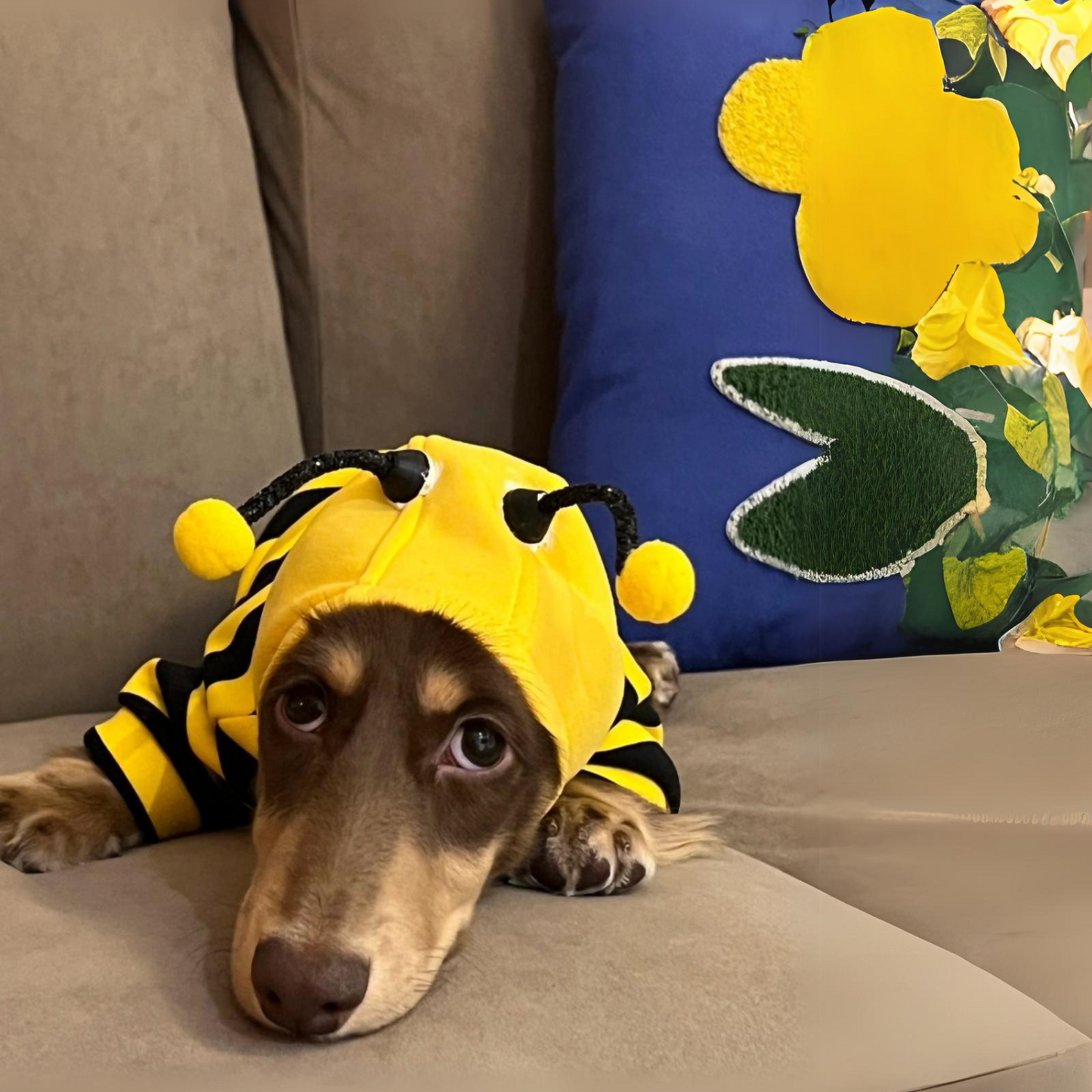 Dachshund Bee Costume Doxie Hooded Sweatshirt