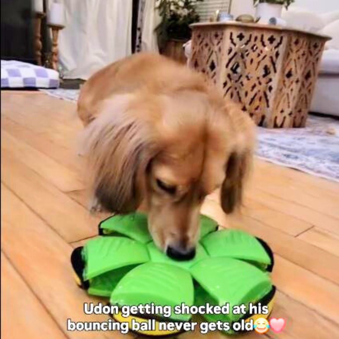 DachLite - Dachshund Toy Ball with LED Light