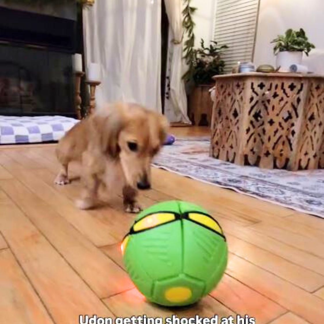 DachLite - Dachshund Toy Ball with LED Light