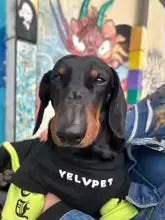 Dachshund Warm Sweater – Street Fashion Style Shirt Top