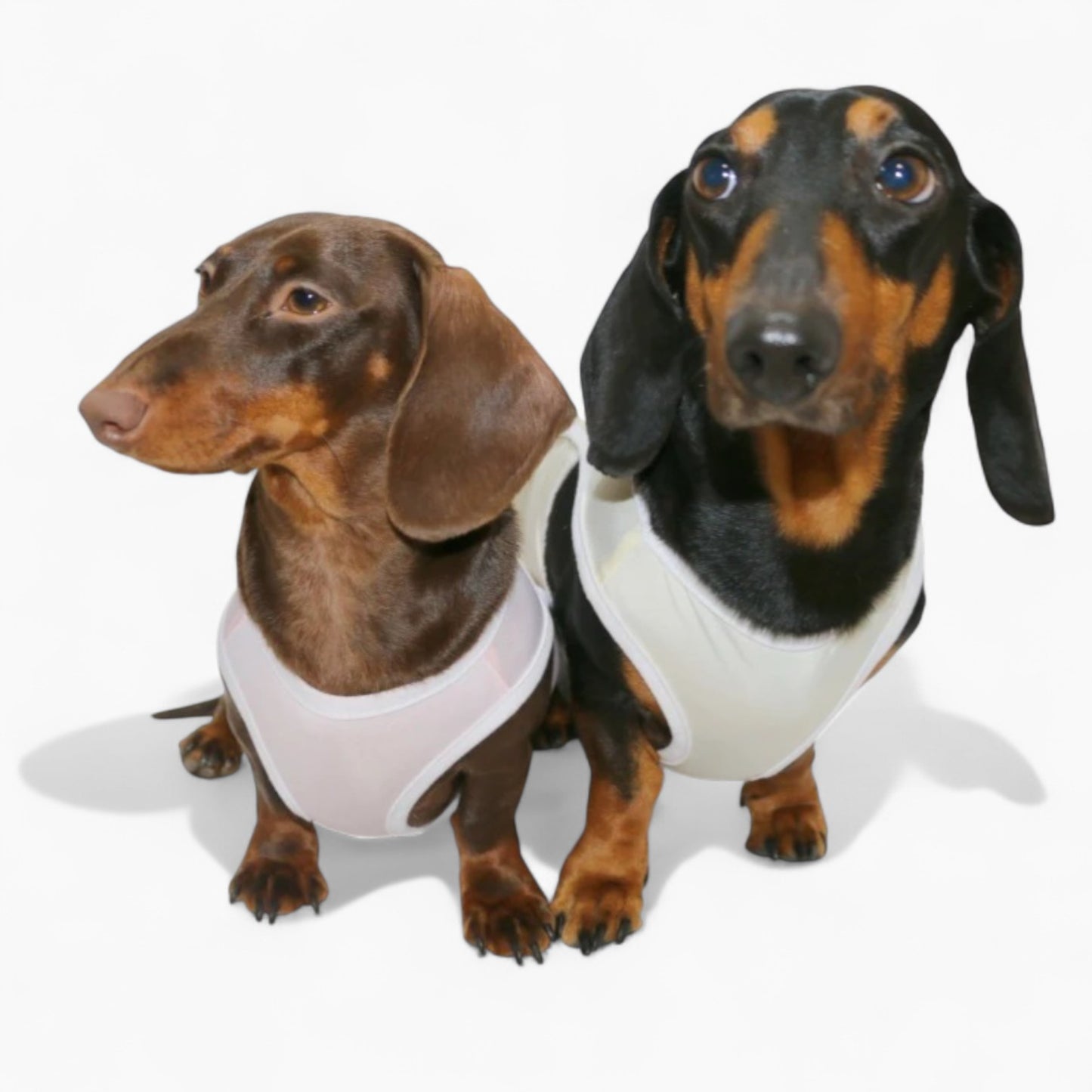 Airpawz-Dachshund-Summer-Vest.jpg