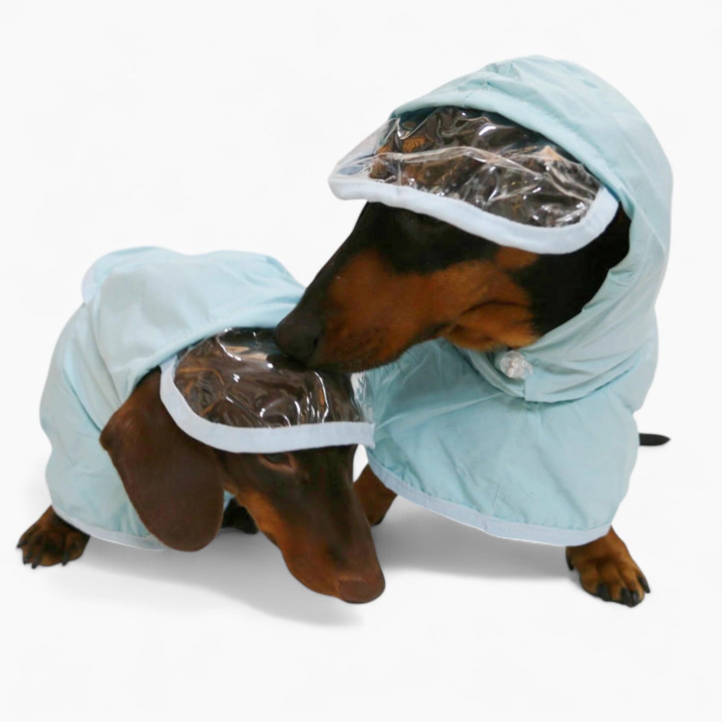 AquaDox-Dachshund-Hooded-Raincoat.jpg