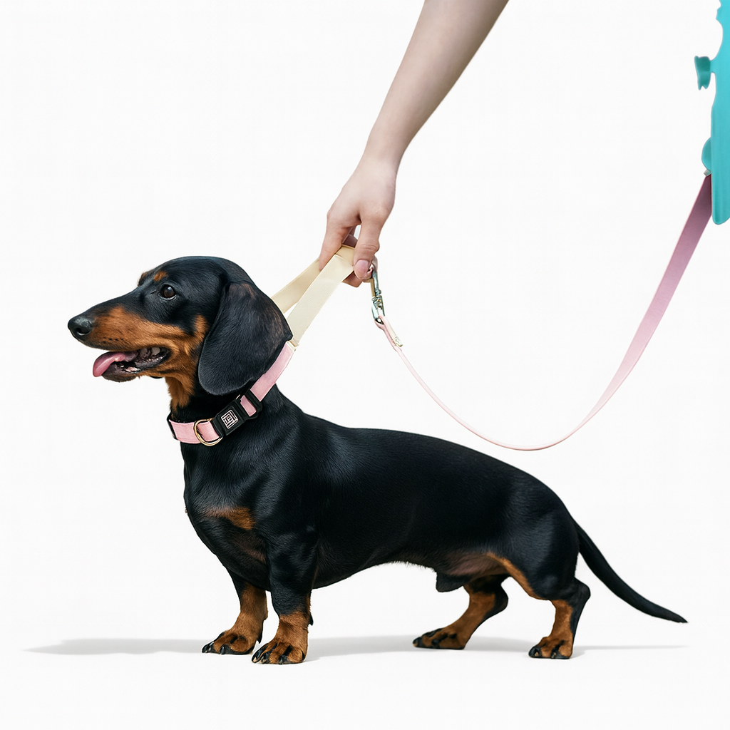 AquaPaw-Dachshund-Collar-Leash-Set.jpg