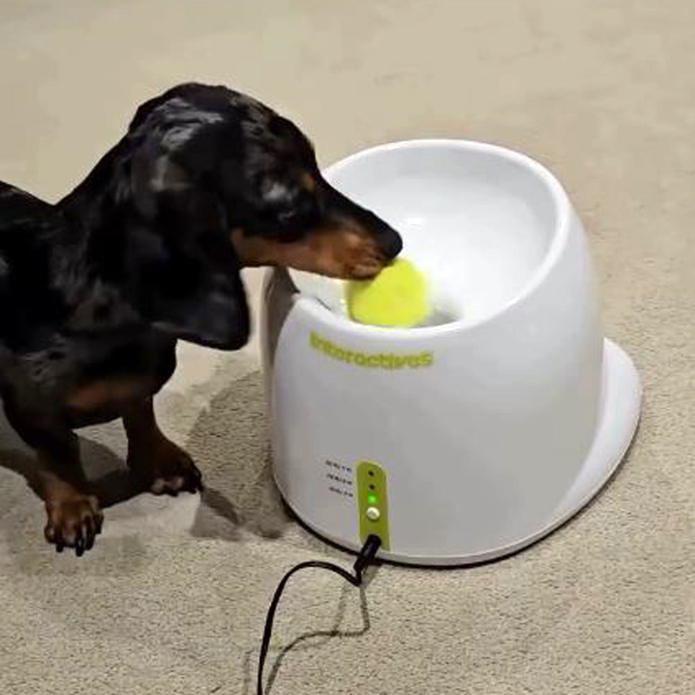 DachBall Automatic Tennis Ball Launcher for Dachshunds