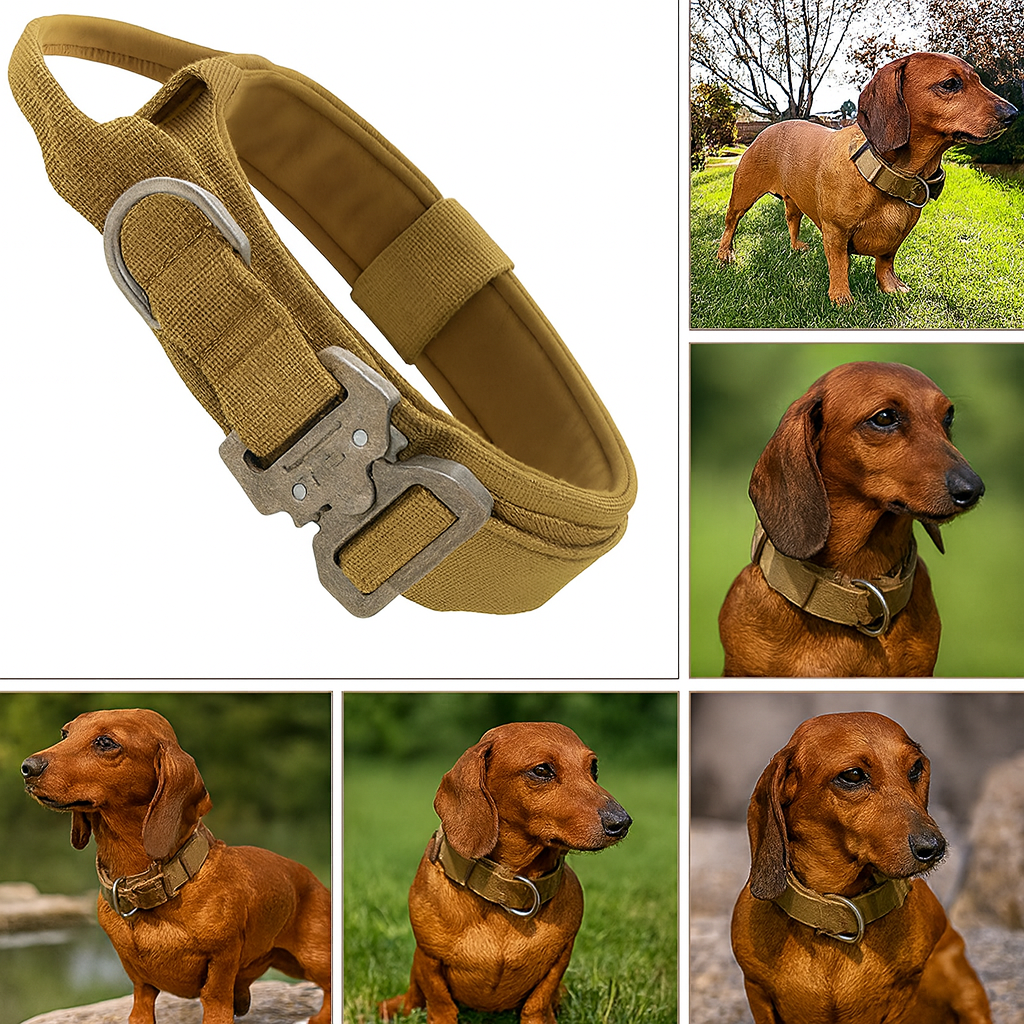 BarkOps-Dachshund-Tactical-Collar.jpg