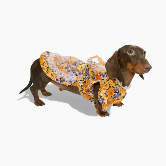 BloomBow-Dachshund-Summer-Dress.jpg