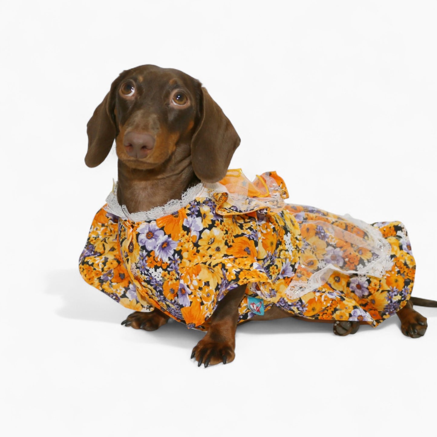 BloomBow-Dachshund-Summer-Dress.jpg