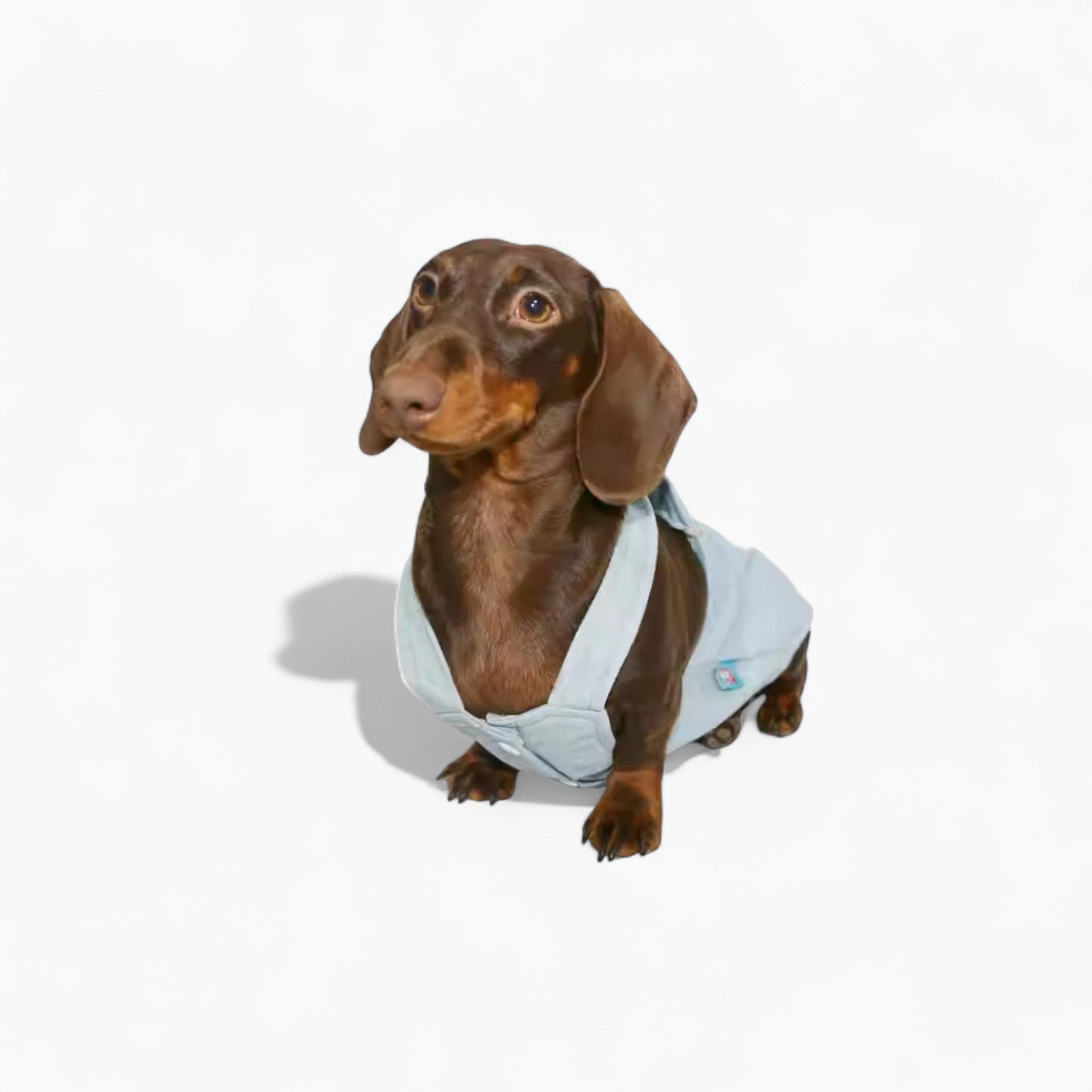 BloomVest-Dachshund-Summer-Vest.jpg