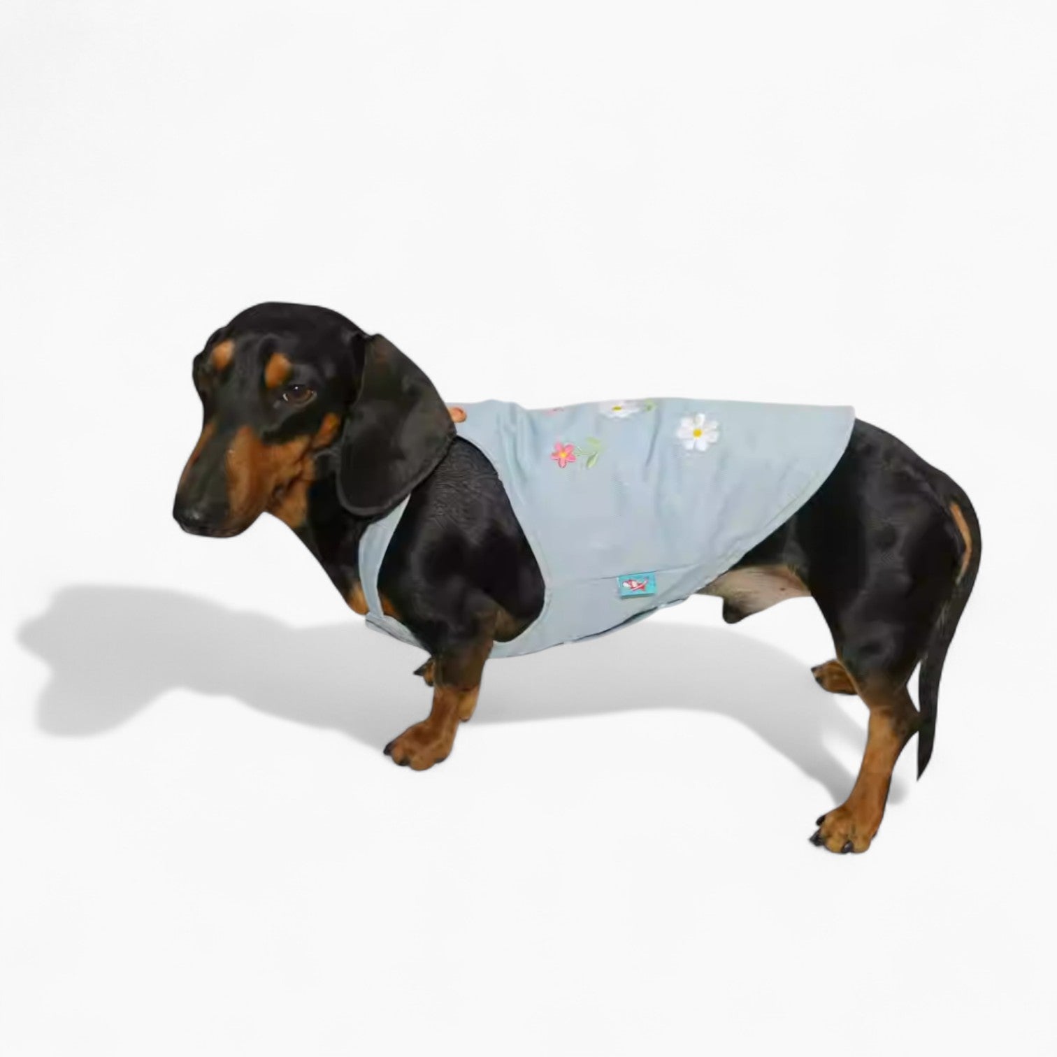 BloomVest-Dachshund-Summer-Vest.jpg