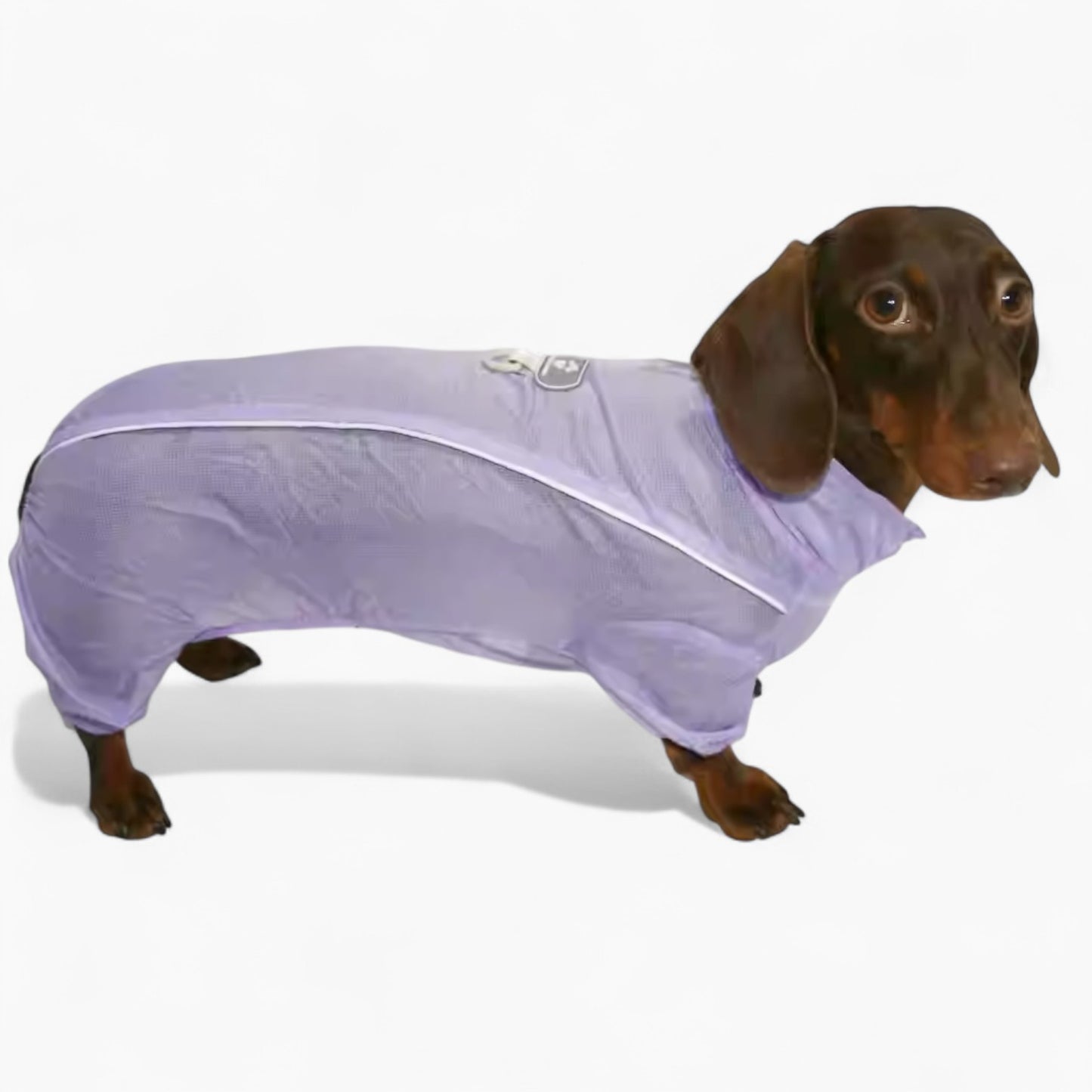 BreezeGuard-Dachshund-Summer-Suit.jpg