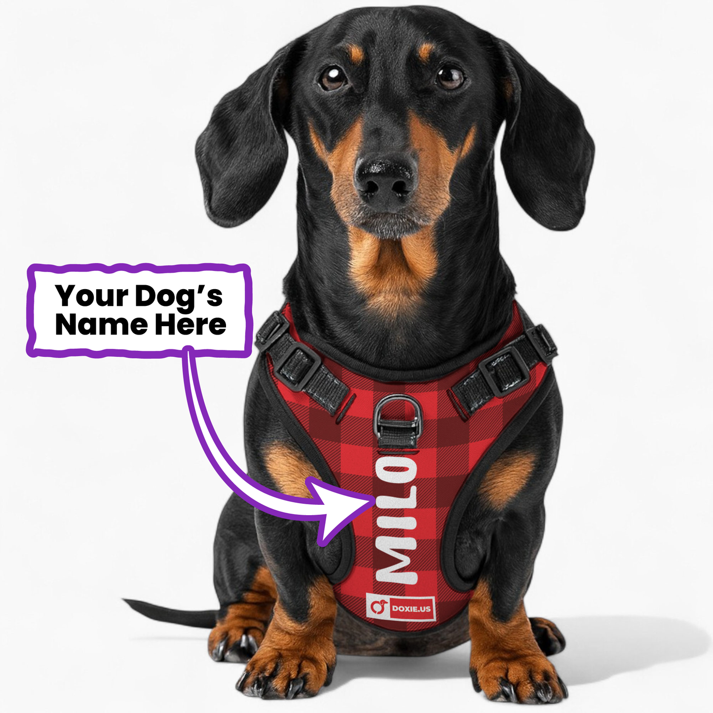 Lyra -  Personalized No-Pull Dachshund Dog Harness