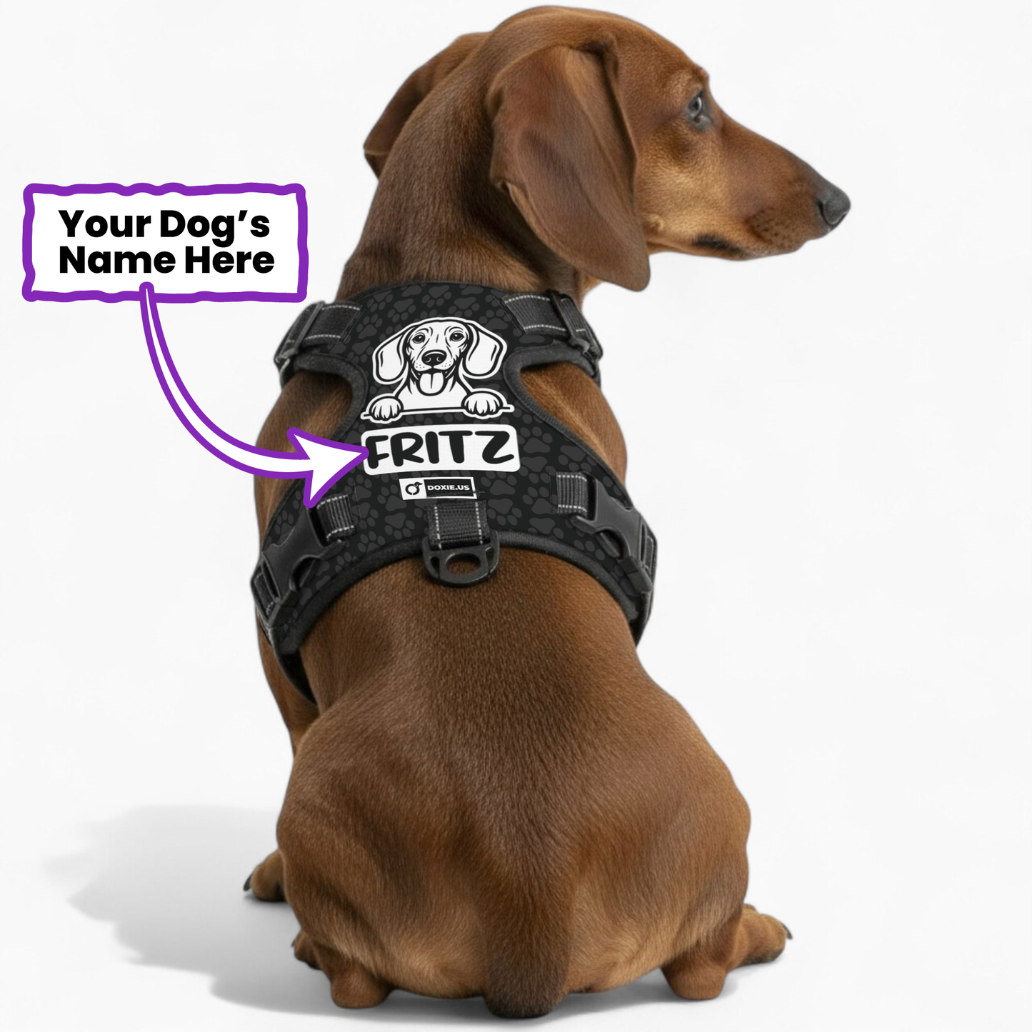 Hans -  Personalized No-Pull Dachshund Dog Harness