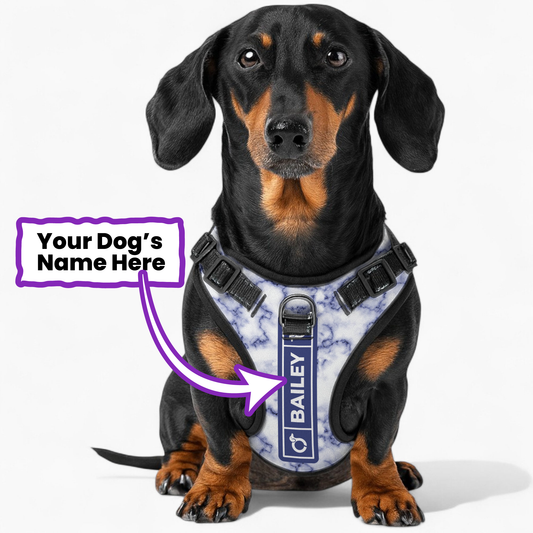 Maximilian -  Personalized No-Pull Dachshund Dog Harness