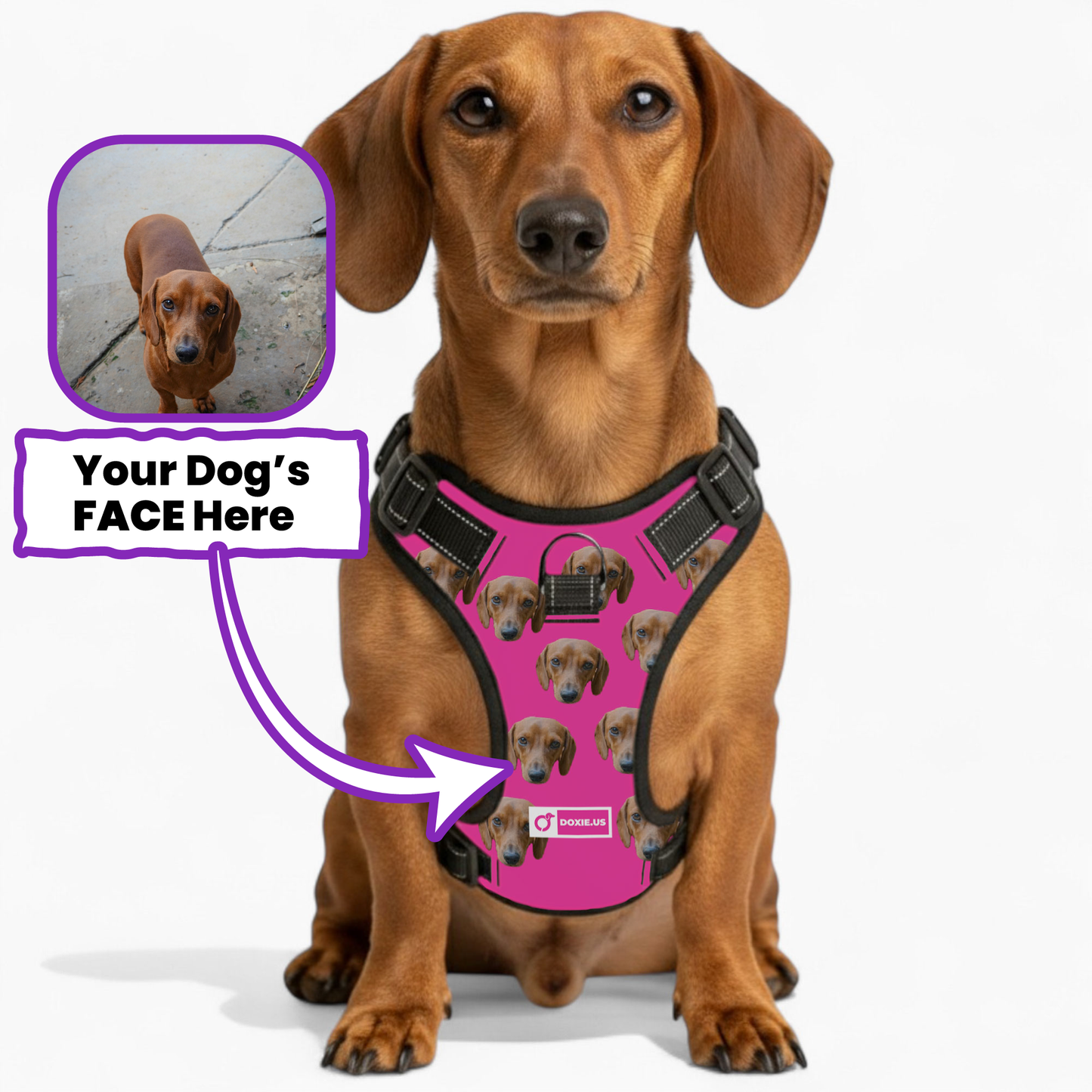 Gunner -  Personalized No-Pull Dachshund Dog Harness