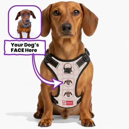 Juno -  Personalized No-Pull Dachshund Dog Harness