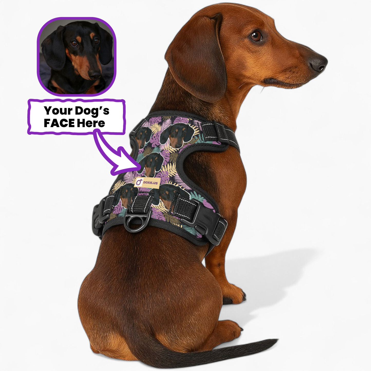 Earl -  Personalized No-Pull Dachshund Dog Harness