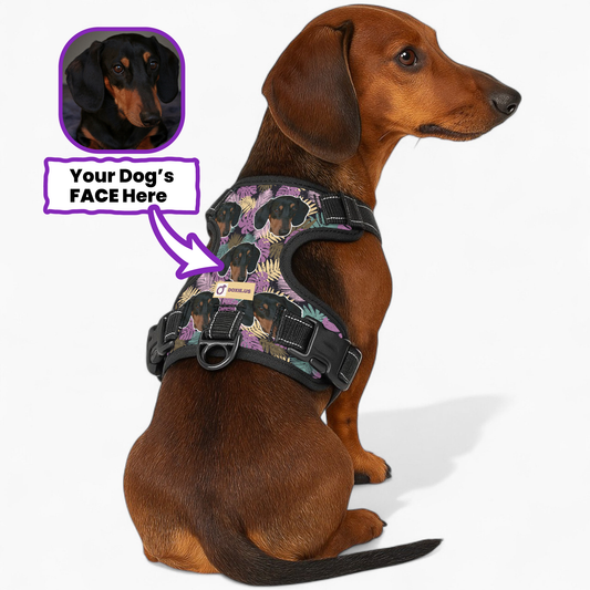Earl -  Personalized No-Pull Dachshund Dog Harness