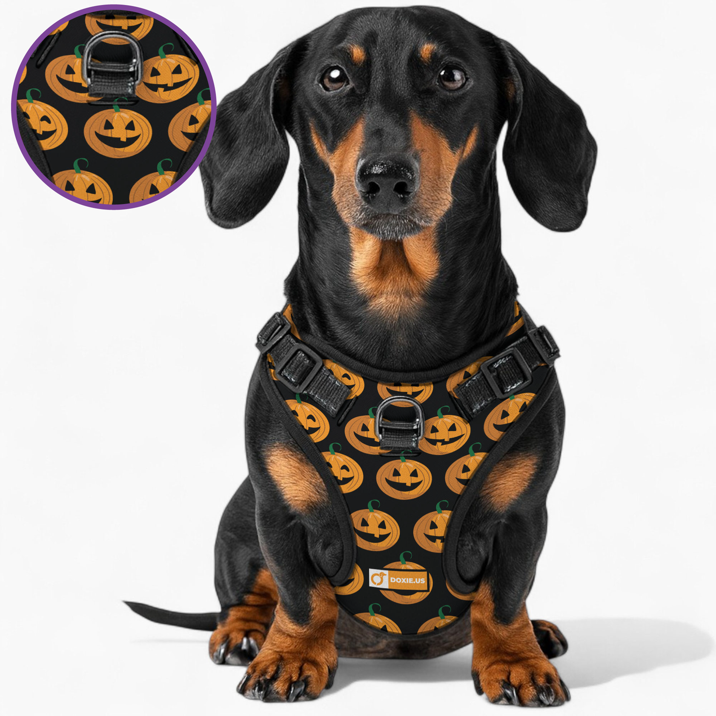 Stella -  No-Pull Dachshund Dog Harness