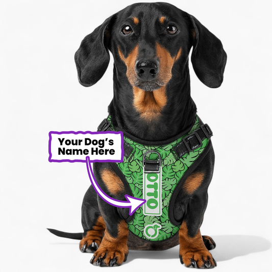 Heinz - Personalized No-Pull Dachshund Dog Harness