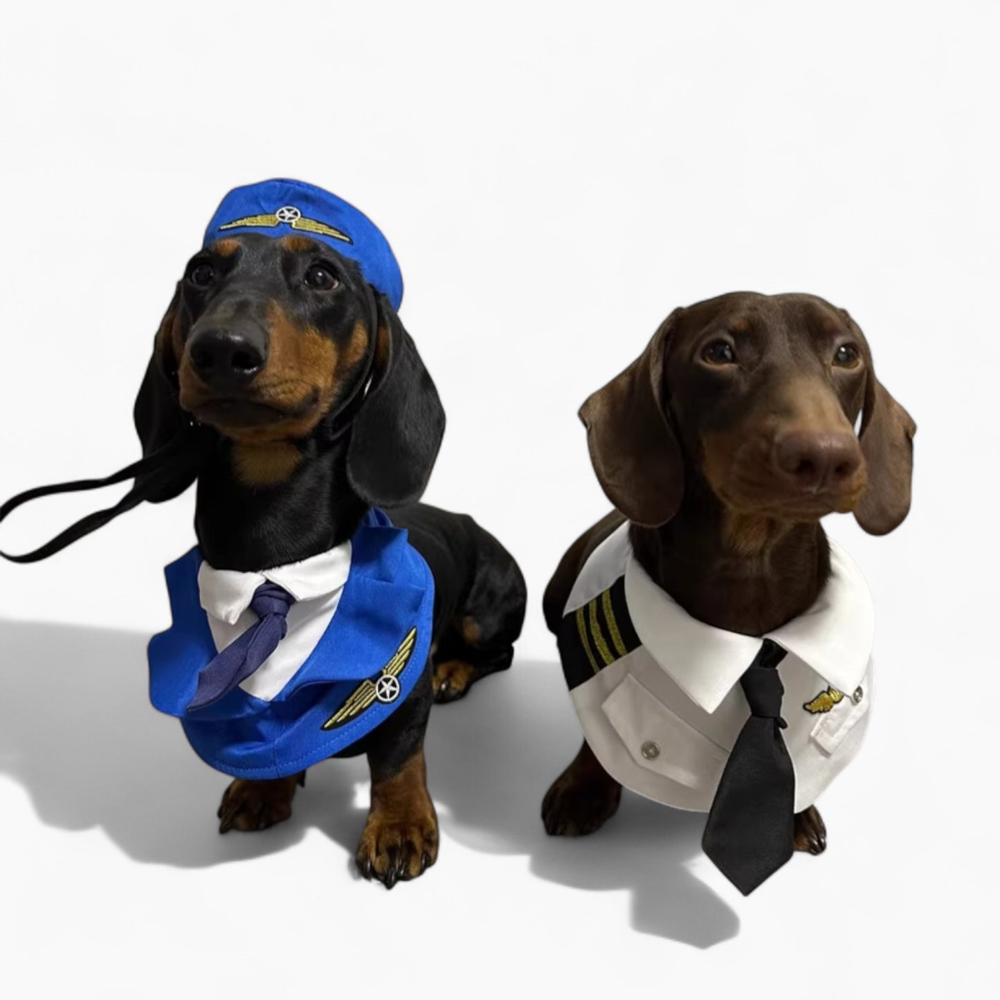 CaptainPaws-Dachshund-Pilot-Costume.jpg