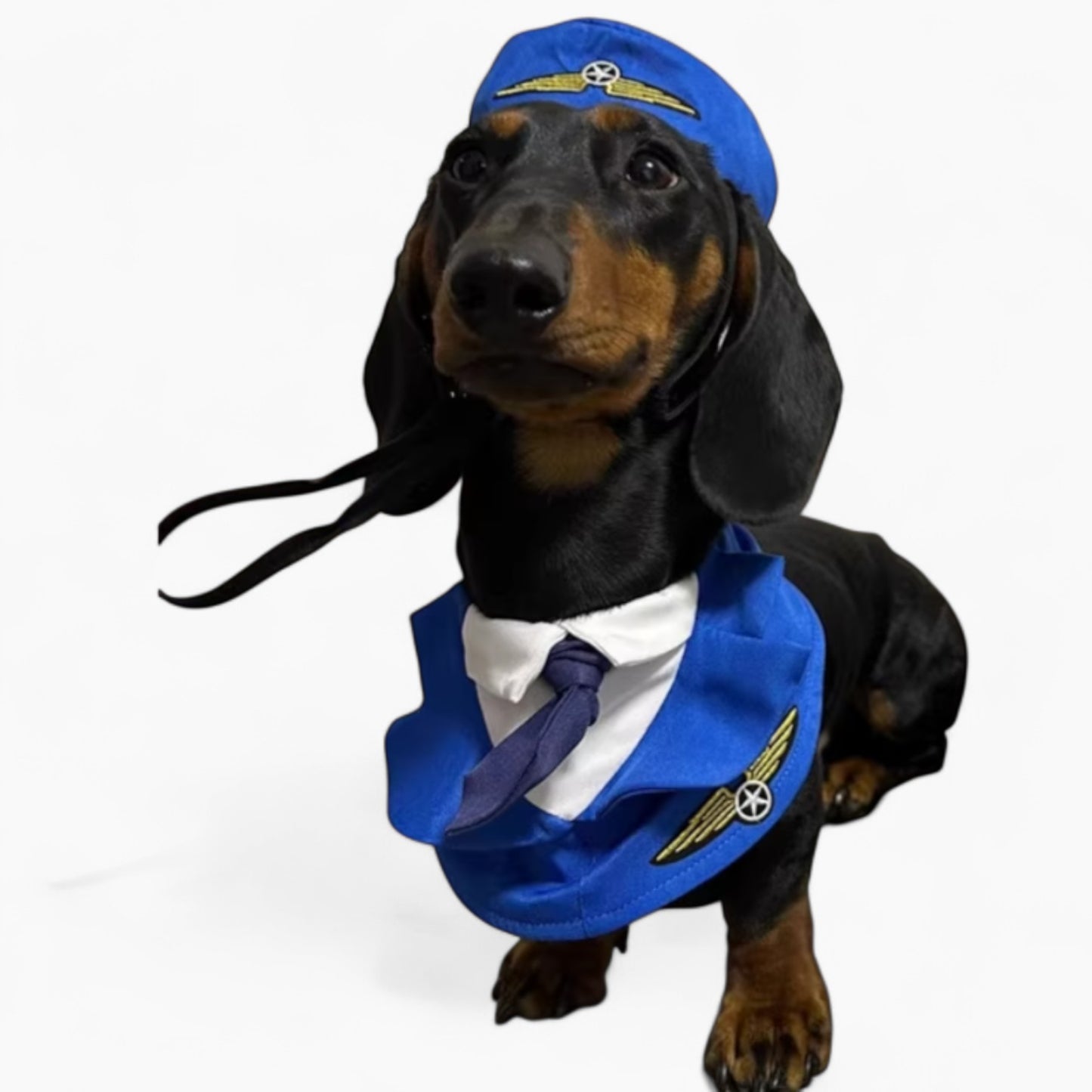 CaptainPaws-Dachshund-Pilot-Costume.jpg